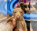 Small Photo #4 Doberman Pinscher Puppy For Sale in PITTSBURGH, PA, USA