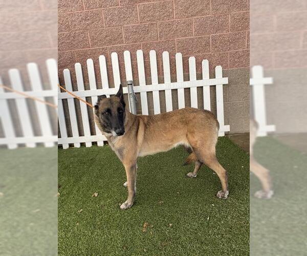 Medium Photo #1 Mutt Puppy For Sale in Modesto, CA, USA