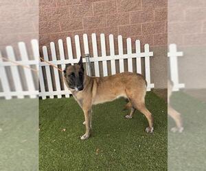 Mutt Dogs for adoption in Modesto, CA, USA