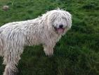 Small Photo #1 Komondor Puppy For Sale in JACKSONVILLE, OR, USA