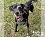 Small #2 Catahoula Leopard Dog-Labrador Retriever Mix