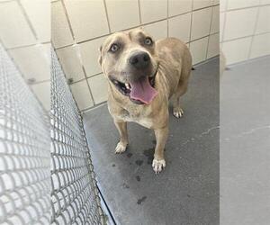 American Pit Bull Terrier-Unknown Mix Dogs for adoption in Corpus Christi, TX, USA