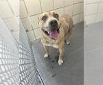 Small American Pit Bull Terrier Mix