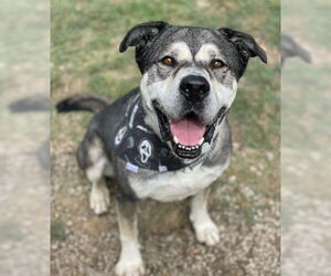 Logan - Male American Staffordshire Terrier-Siberian Husky Mix Dog for Adoption - Photo #9