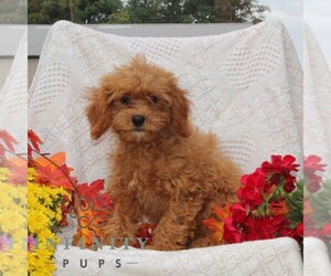 Cavapoo Puppy for Sale in RISING SUN, Maryland USA