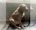 Small American Staffordshire Terrier Mix
