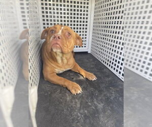 American Bulldog-Unknown Mix Dogs for adoption in Riverside, CA, USA