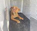 A1941212 - Female American Bulldog-Unknown Mix Dog for Adoption - Small photo