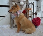 Small Photo #6 Border Collie-Shiba Inu Mix Puppy For Sale in HONEY BROOK, PA, USA