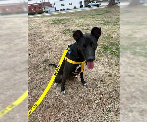 Medium Photo #17 Mutt Puppy For Sale in Rockaway, NJ, USA