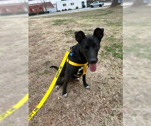 Mavi Lizman - Female Mutt Dog for Adoption - Photo #17