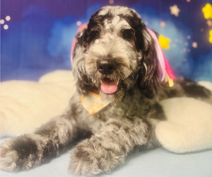 Mother of the Goldendoodle puppies born on 08/13/2025