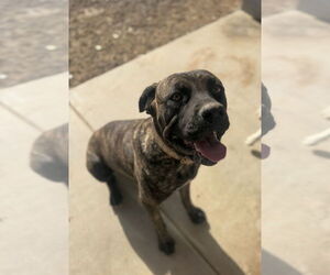 KILA - Female Mutt Dog for Adoption - Photo #2