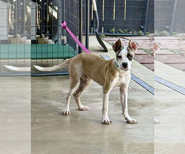 Medium Photo #1 Boxer Puppy For Sale in Dumont, NJ, USA