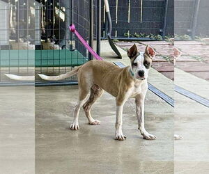 Boxer Dogs for adoption in Dumont, NJ, USA