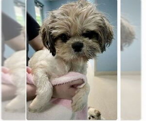 Shih Tzu Dogs for adoption in Mooresville, NC, USA