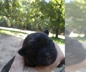 French Bulldog-Poodle (Toy) Mix Puppy for sale in NEW WAVERLY, TX, USA