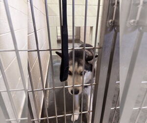 Siberian Husky Dogs for adoption in Upland, CA, USA