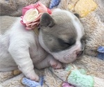 Small Photo #3 French Bulldog Puppy For Sale in PALM BAY, FL, USA