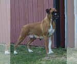 Small Photo #1 Boxer Puppy For Sale in SHIPSHEWANA, IN, USA