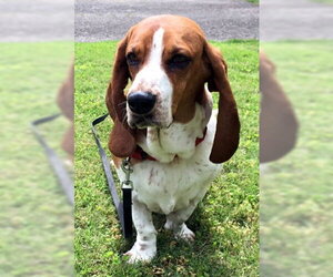 Basset Hound Dogs for adoption in Deepwater, NJ, USA