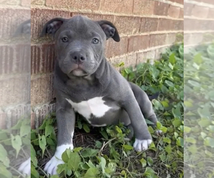 American Bully Puppy for sale in KING OF PRUSSIA, PA, USA