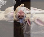 Small #2 American Pit Bull Terrier Mix