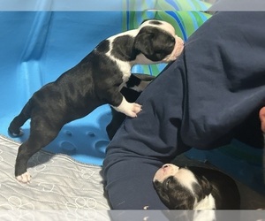 Boston Terrier Puppy for sale in VOLGA, SD, USA