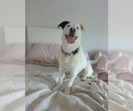 Small #8 American Bulldog Mix