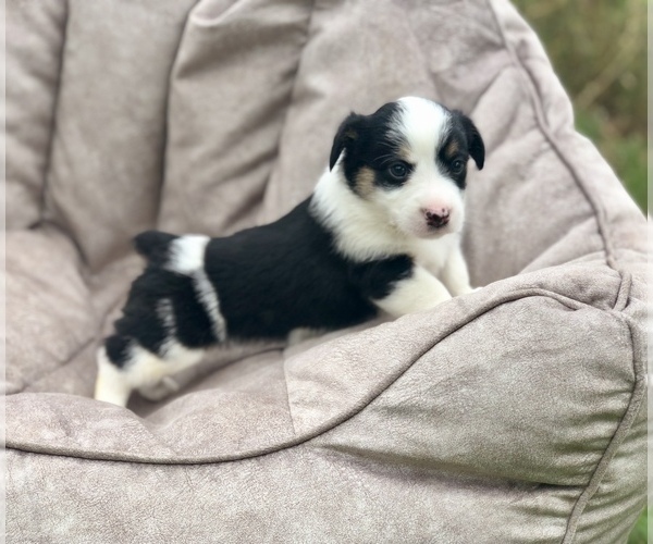 Medium Photo #5 Aussie-Corgi Puppy For Sale in MAGNOLIA, AR, USA