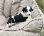 Small Photo #5 Aussie-Corgi Puppy For Sale in MAGNOLIA, AR, USA