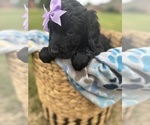 Puppy Jasmine Goldendoodle