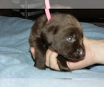 Puppy 4 Labrador Retriever