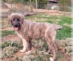 Puppy Arwen Anatolian Shepherd