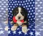 Small Photo #6 Greater Swiss Mountain Dog Puppy For Sale in AIRVILLE, PA, USA
