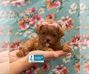 Poodle (Toy) Puppy for sale in WINNSBORO, LA, USA