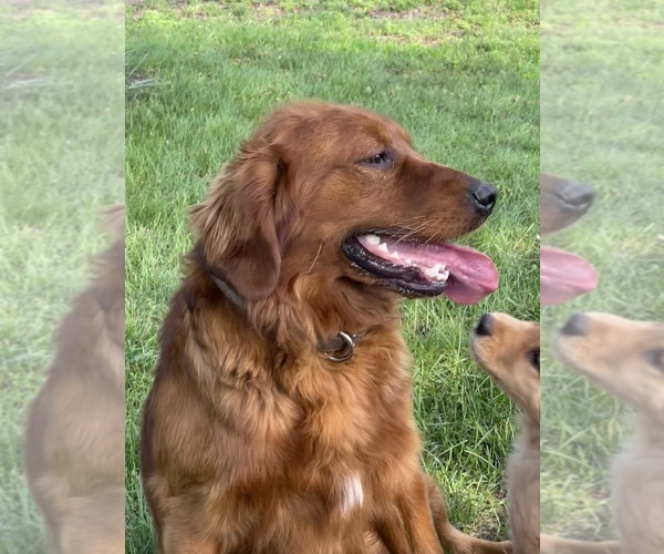 Medium Photo #5 Golden Retriever Puppy For Sale in WOODSTOCK, CT, USA