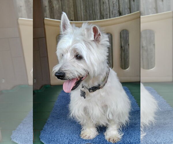 Medium Photo #2 Mutt Puppy For Sale in Dallas, TX, USA