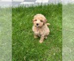 Small #2 Goldendoodle (Miniature)
