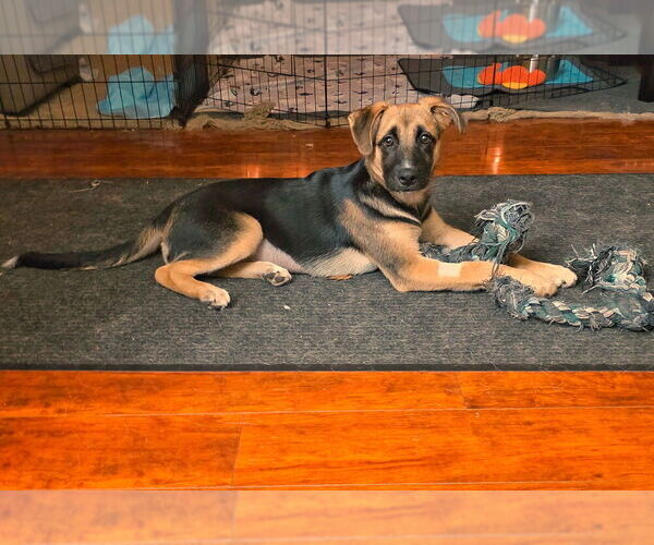 Medium Photo #5 German Shepherd Dog-Unknown Mix Puppy For Sale in West Sacramento, CA, USA
