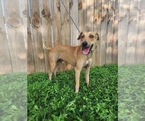 Italian Greyhound-Unknown Mix Dogs for adoption in Brewster, NY, USA