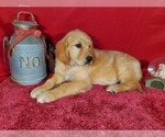 Small Photo #5 Golden Retriever Puppy For Sale in COLORADO SPRINGS, CO, USA