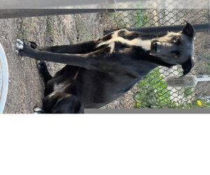 Labrador Retriever-Unknown Mix Dogs for adoption in Santa Cruz, CA, USA