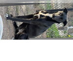 LUNA - Female Labrador Retriever-Unknown Mix Dog for Adoption - Small photo