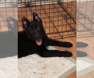 German Shepherd Dog Puppy for sale in CLEAR SPRING, MD, USA