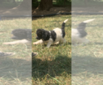 Small Photo #16 Poodle (Standard) Puppy For Sale in VENETA, OR, USA