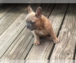 Small Photo #4 French Bulldog Puppy For Sale in SEBRING, FL, USA