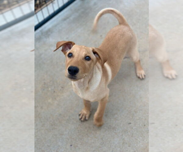 Medium Photo #1 Labrador Retriever-Unknown Mix Puppy For Sale in Oak Bluffs, MA, USA