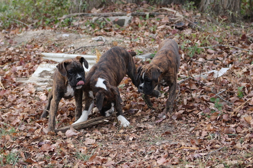Medium Photo #1 Boxer Puppy For Sale in COLUMBIA, KY, USA