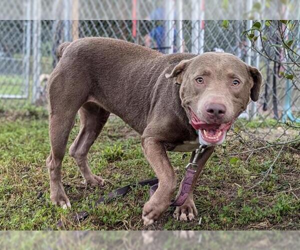 Medium Photo #1 American Staffordshire Terrier-Unknown Mix Puppy For Sale in Ocala, FL, USA